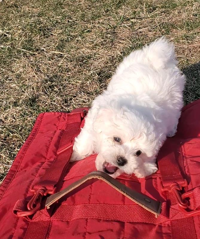 Schrock’s Puppies Shipshewana, IN