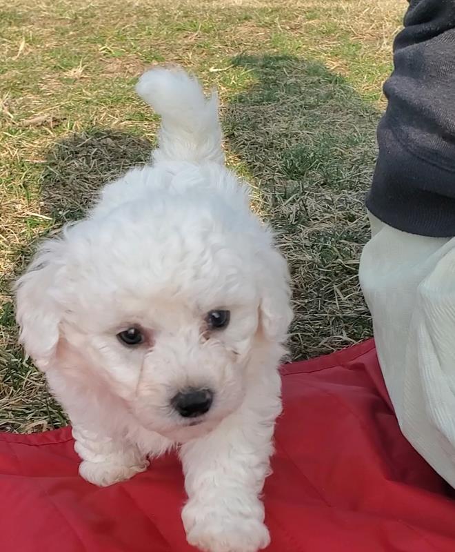 Schrock’s Puppies Shipshewana, IN